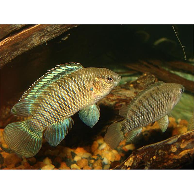 Badis badis - imagine 3